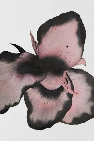 Blush Moth