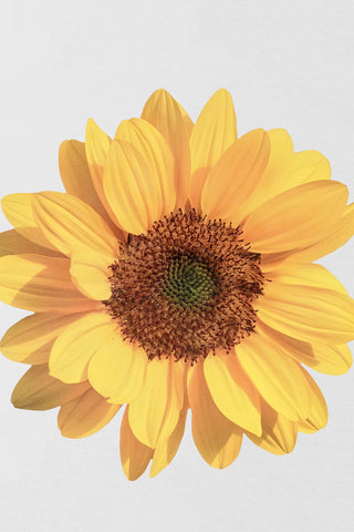 Sunburst