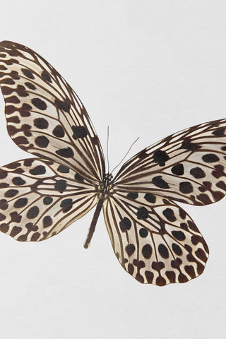 Mocha Wing