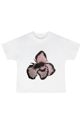 Blush Moth